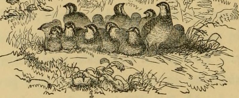 Image from page 89 of "The American sportsman:" (1871)
