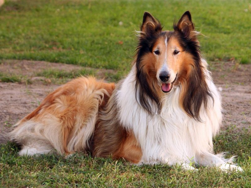 best puppies for best dogs for home protection security guards companies best puppies for best dogs for home protection security guards companies