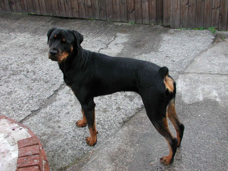 Guard Dog - Security Guards Companies