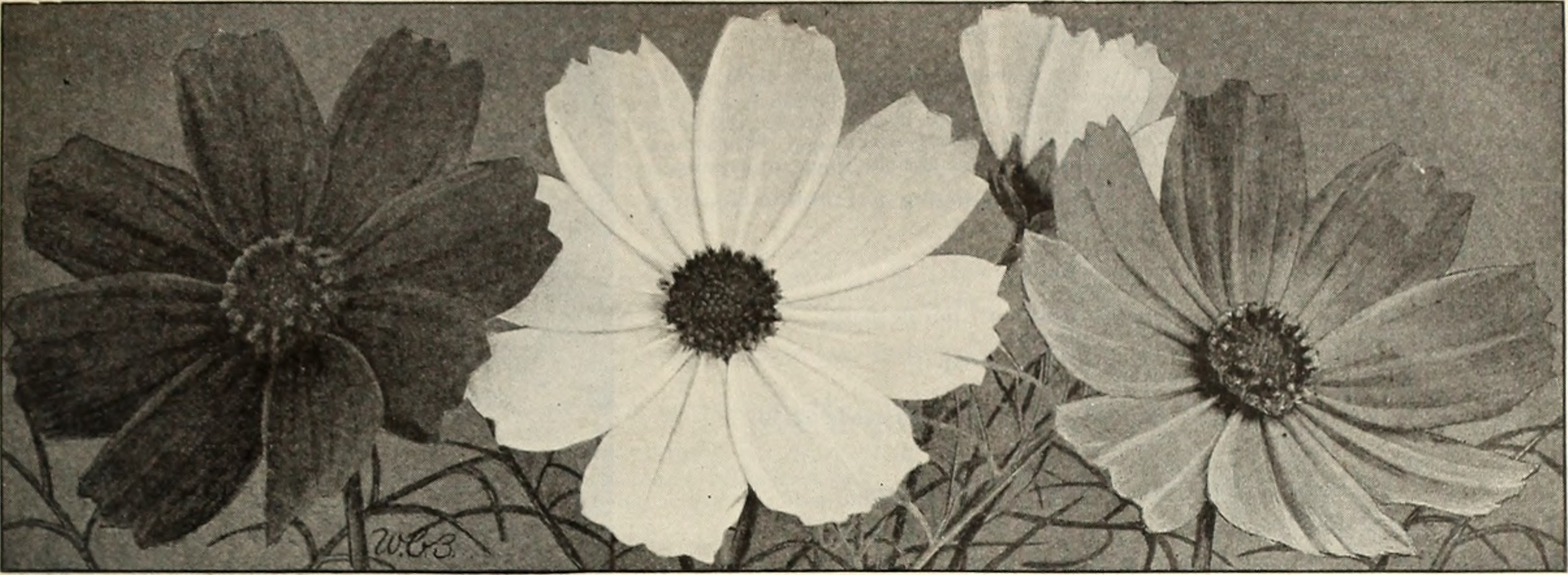Image from page 48 of "Beckert's seeds" (1922)