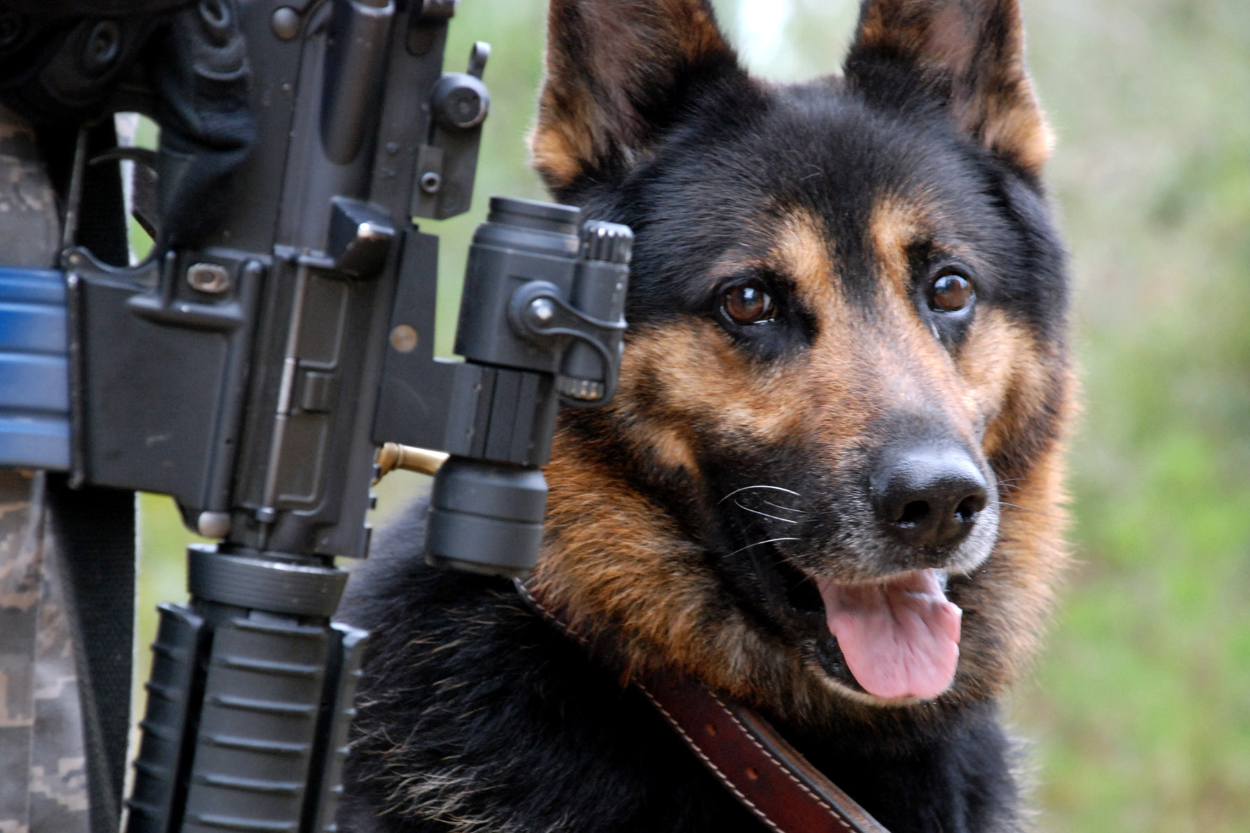 Rexo, the Brave Defender Military Working Dog, MWD