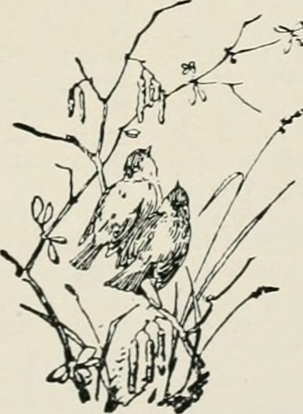 Image from page 340 of "Bird-lore" (1899)