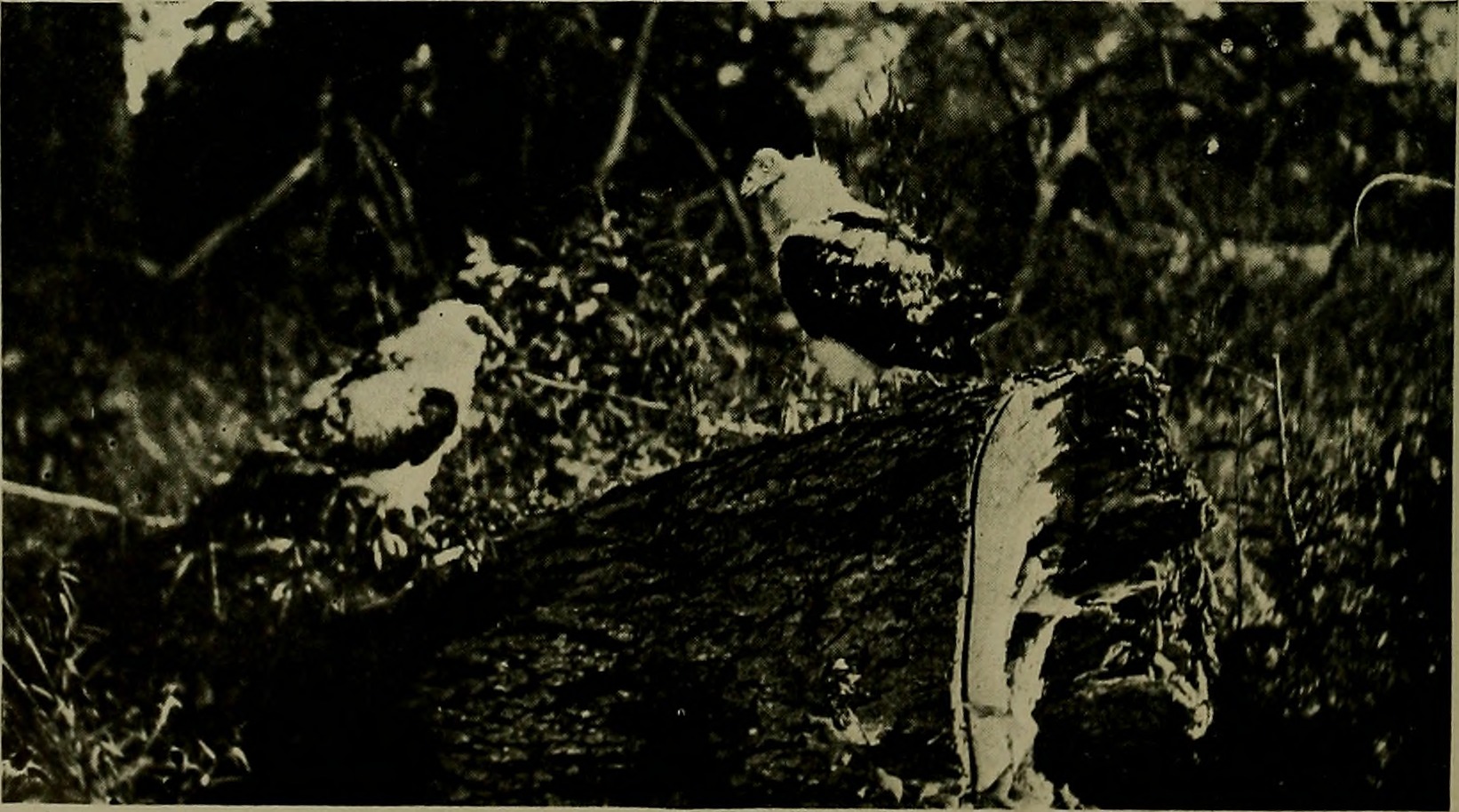 Image from page 345 of "Bird lore" (1899)