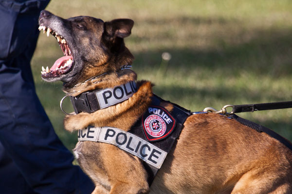 Police K9 Equipment - BITE SLEEVES, BITE SUITS CANINE, WORKING DOG ...