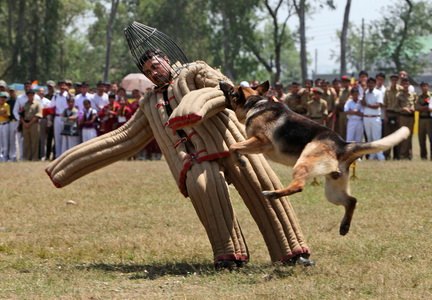 How Are Special K9 Security Dogs Trained