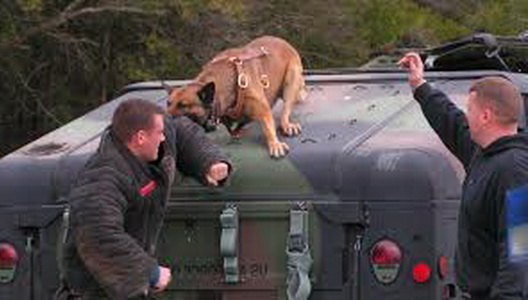 K9 Security Services