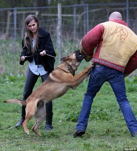 K9 Training