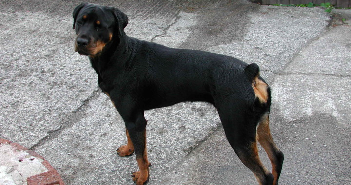 guard20dog