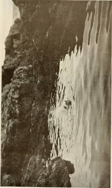 Image from page 40 of "The land of the hills and the glens; wild life in Iona and the Inner Hebrides" (1920)