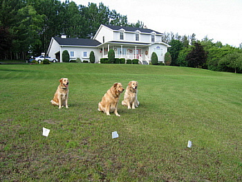 Electric dog fence, wireless and wire dog fences Pet containment ...