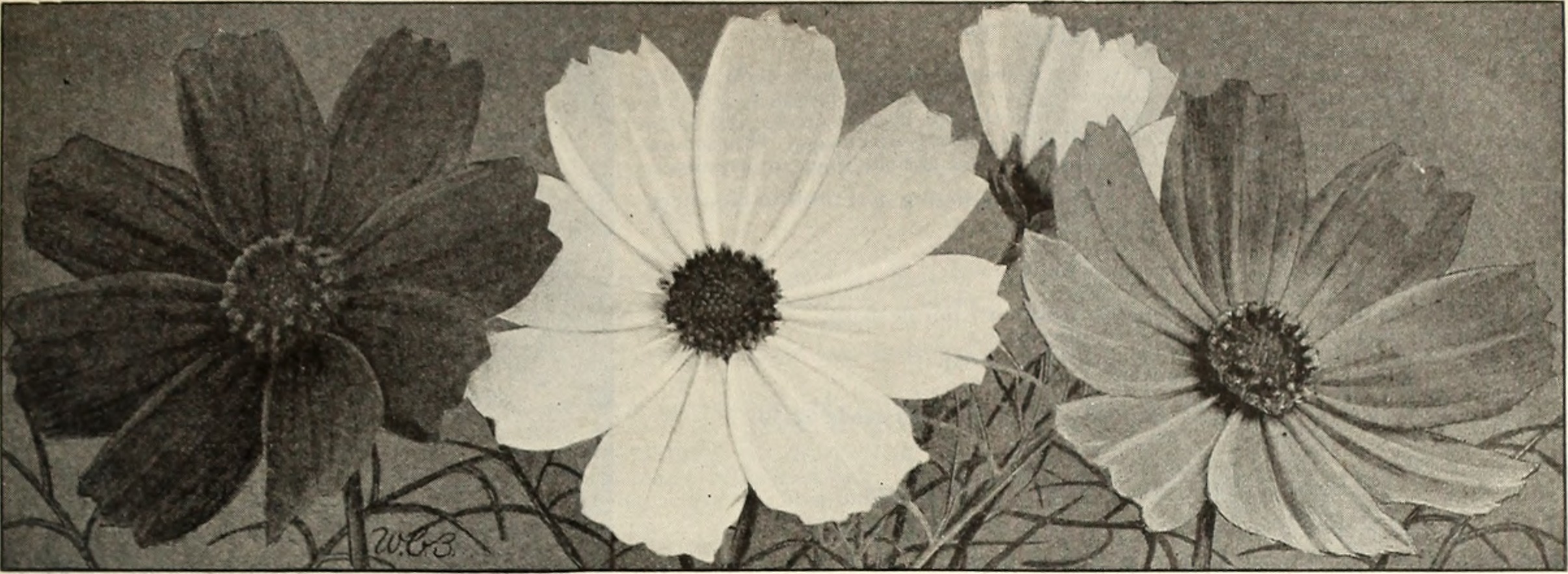 Image from page 48 of "Beckert's seeds" (1922) by Internet Archive Book Images / No known copyright restrictions Image from page 48 of "Beckert's seeds" (1922)