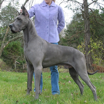 10 Most Protective Dog Breeds | EntirelyPets