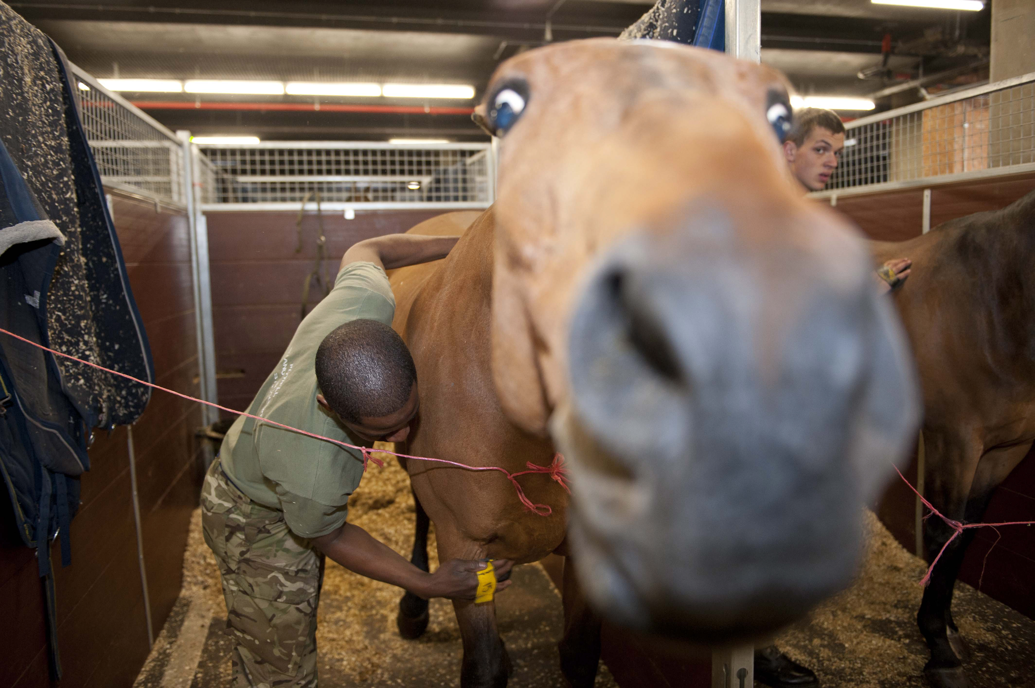 Soldier from King's Troop Royal Horse Artillery Prepares a Horse for Diamond Jubilee Procession by Defence Images / CC BY-NC 2.0 Soldier from King's Troop Royal Horse Artillery Prepares a Horse for Diamond Jubilee Procession