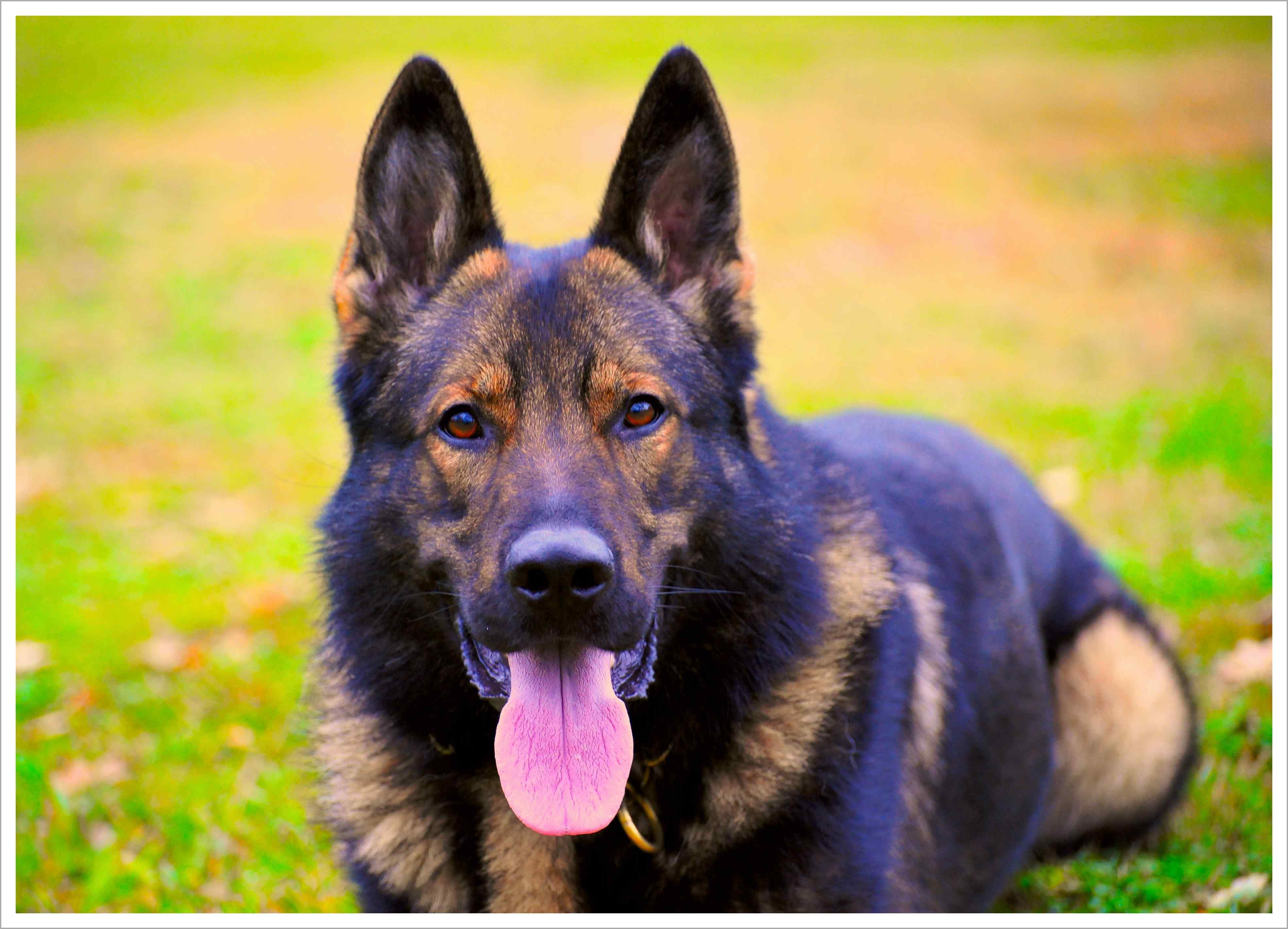 Family Protection Dogs for Sale Security Guards Companies