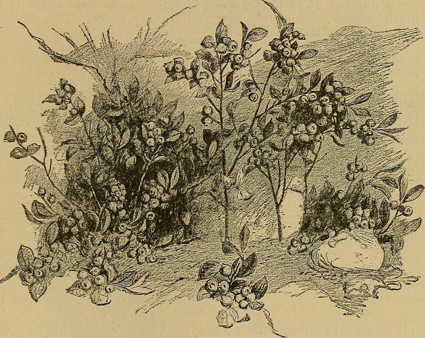 Image from page 638 of "The American fruit culturist" (1903)
