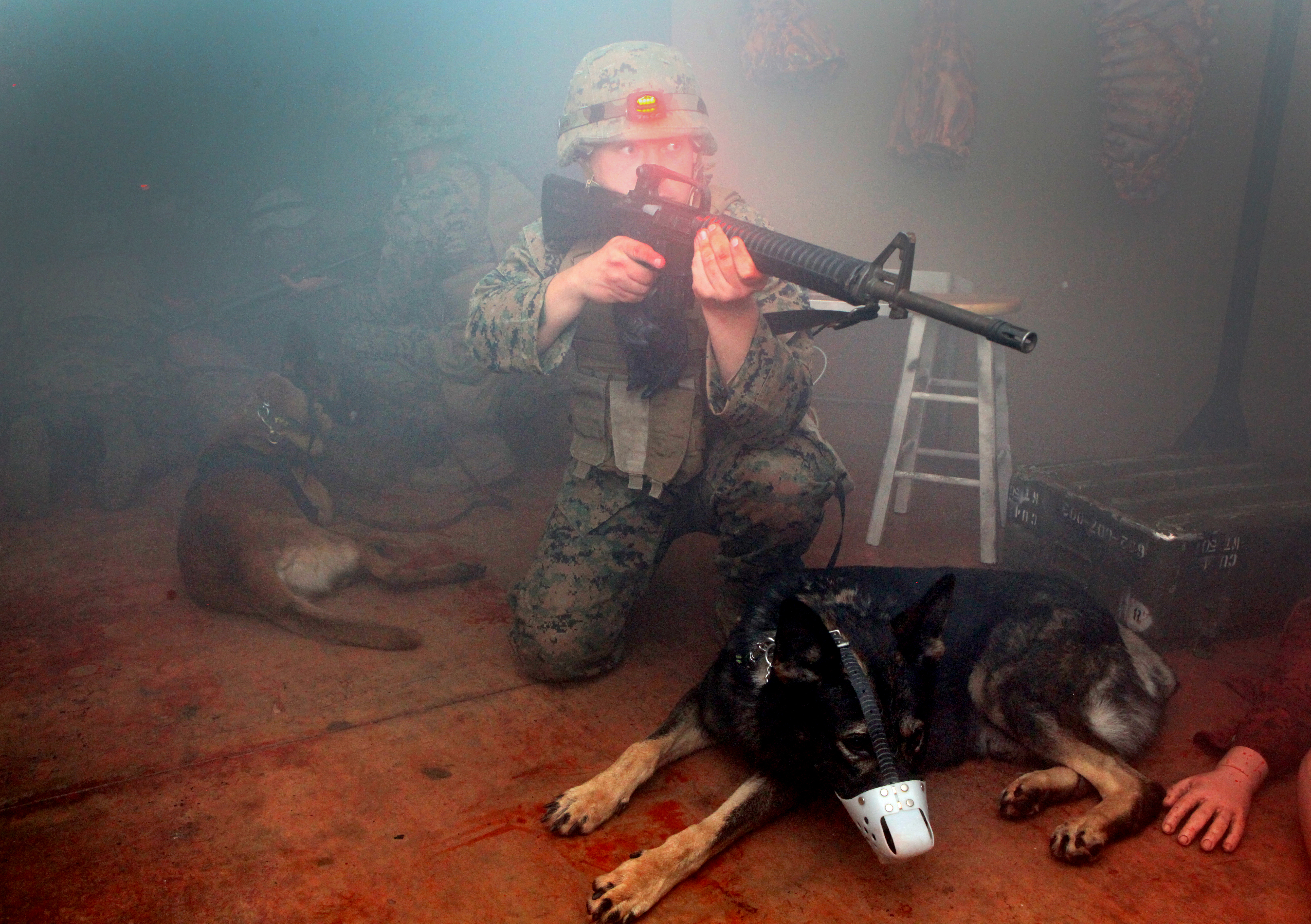 Lifesaving Lassie by United States Marine Corps Official Page / CC BY-NC 2.0 Lifesaving Lassie