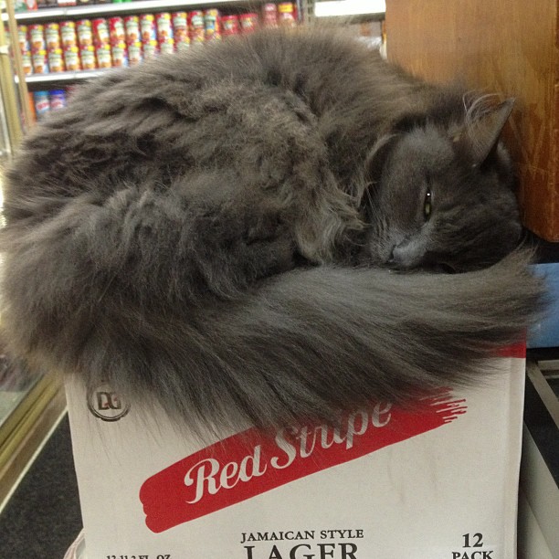 lager nap cat