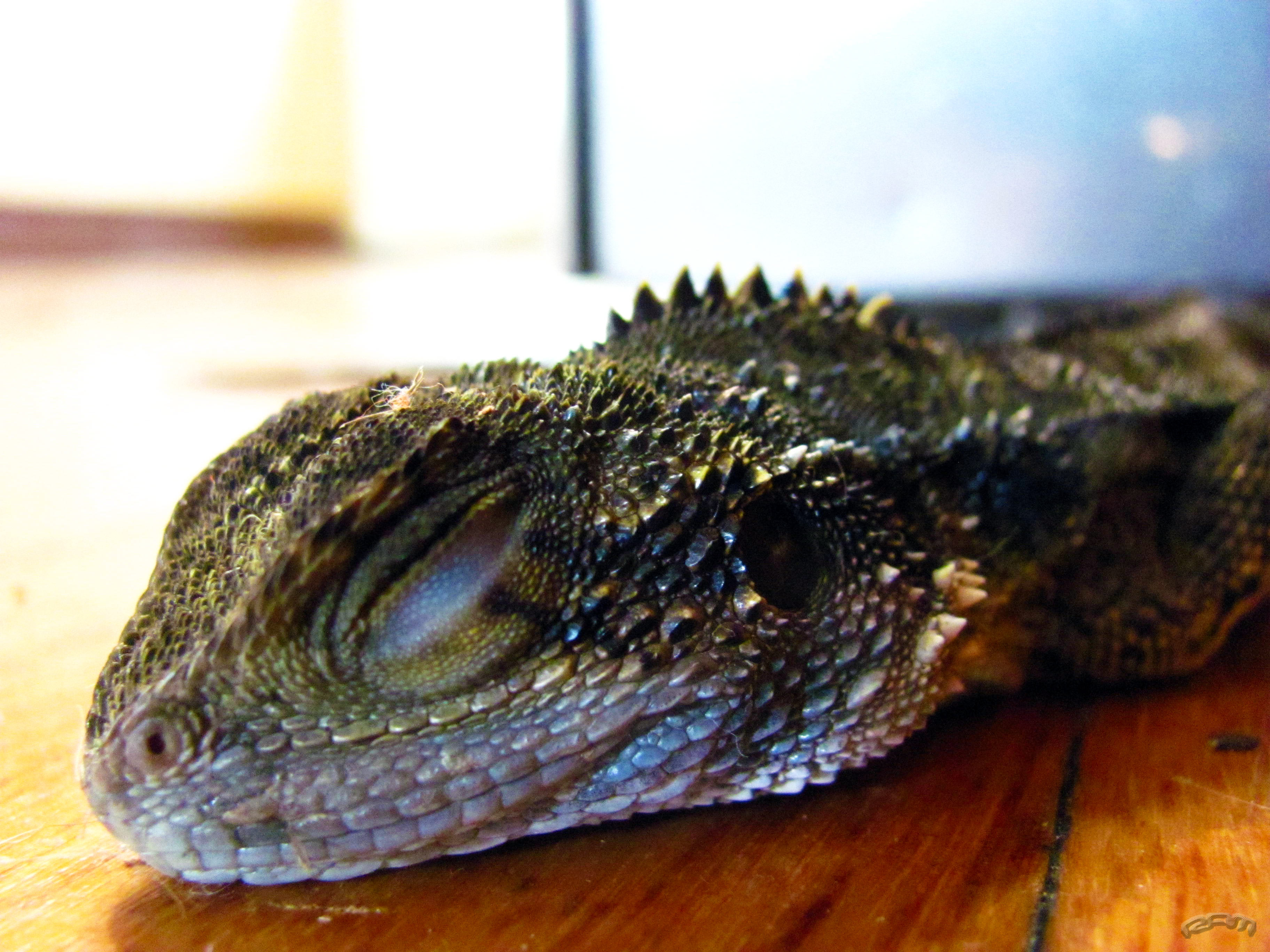 sleeping dragon by hermetic hermit / CC BY 2.0 sleeping dragon
