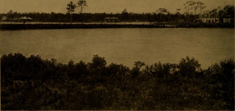 Image from page 59 of "Livestock farming in Florida along the lines of the Florida east coast railway.." (1914)