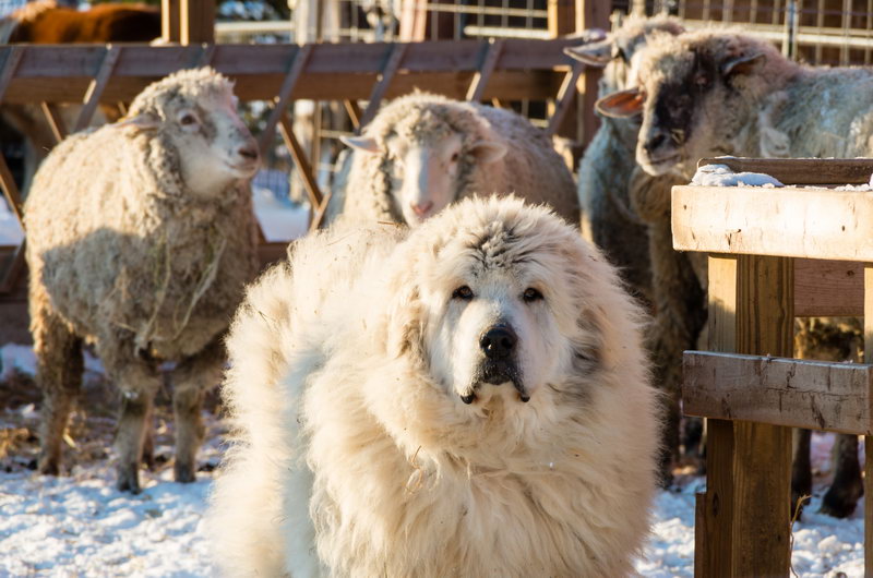 Badger the Great Pyrenees Guarding the Sheep, Iowa by Lexie Stevenson / CC BY-ND 2.0 Badger the Great Pyrenees Guarding the Sheep, Iowa