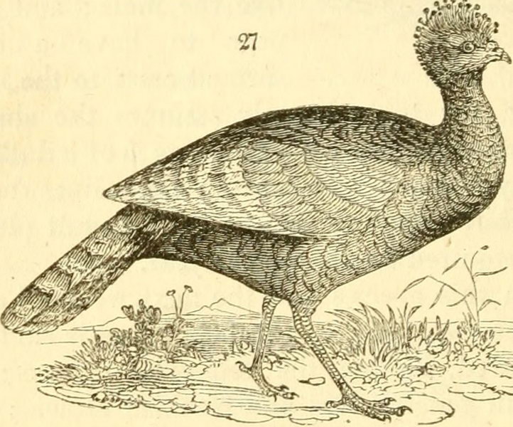 Image from page 193 of "Animals in menageries" (1838)
