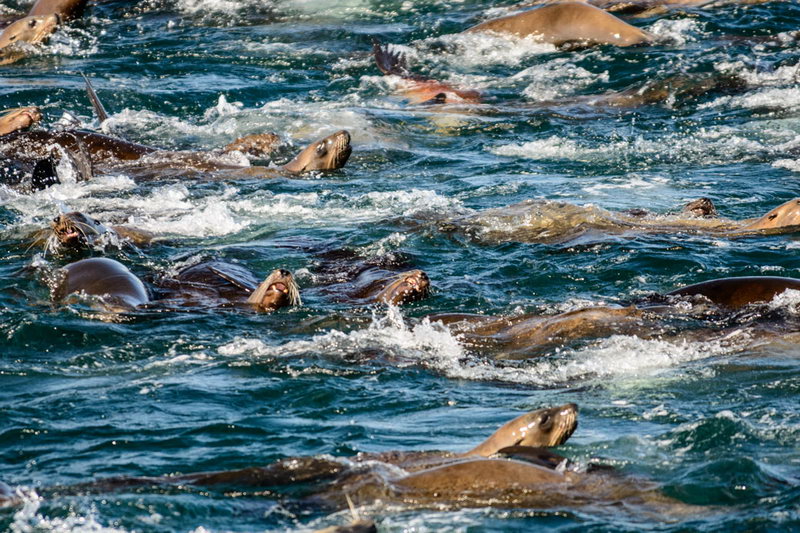 CA. Sea Lions: Monterey Bay
