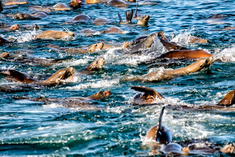 CA. Sea Lions: Monterey Bay