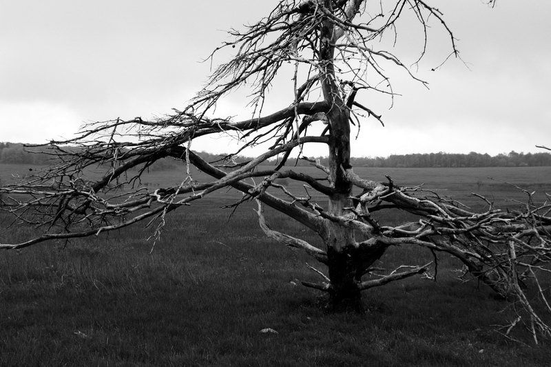 Big Meadow, Skyline Drive (3)