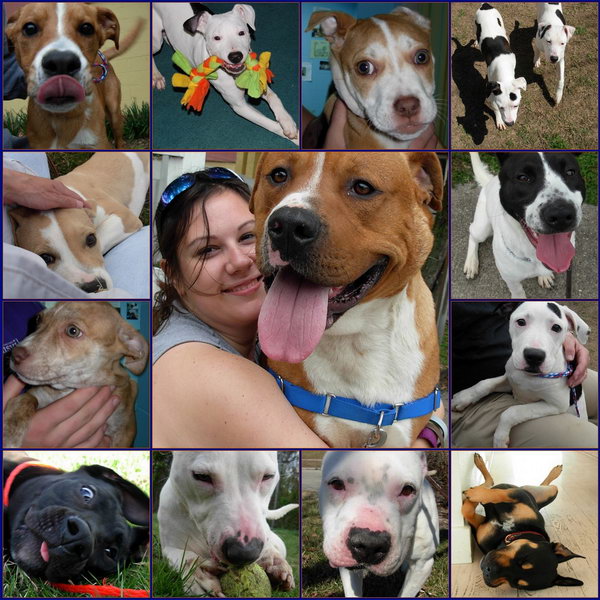 Pit bulls are family dogs! By outlier* / CC BY-NC 2.0 Pit bulls are family dogs!