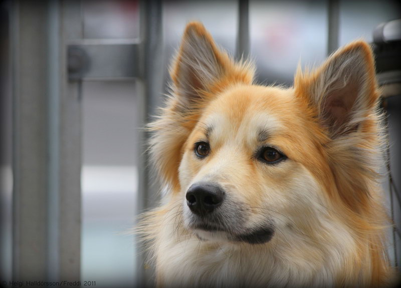 My life as a dog