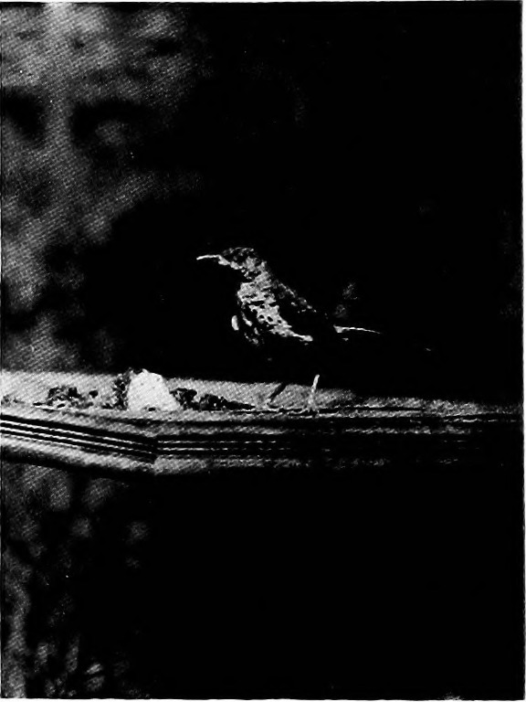 Image from page 17 of "The making of Birdcraft Sanctuary" (1922)