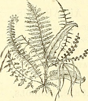 Image from page 846 of "The Gardeners' Chronicle and Agricultural Gazette" (1863)