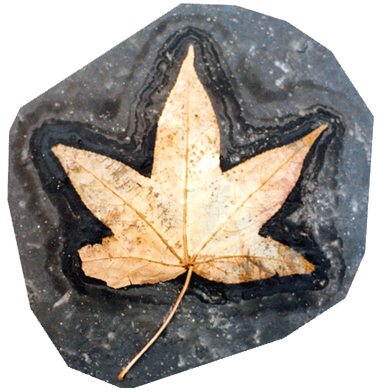 shiny star leaf fringed weirdly in tarry moongate