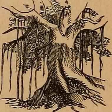 Image from page 38 of "Webster's practical dictionary. A practical dictionary of the English language, giving the correct spelling, pronunciation and definitions of words based on the Unabridged dictionary of Noah Webster .." (1906)