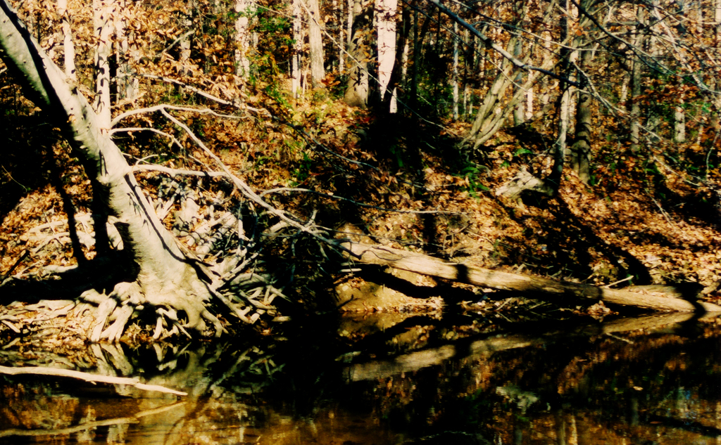 "Roots down in the wet clay, branches glistening" by peneli / CC BY-NC-SA 2.0 "Roots down in the wet clay, branches glistening"