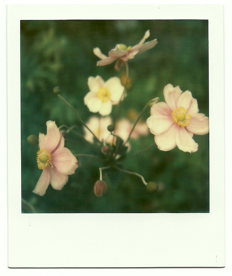 First frame PX70 Colour Protection