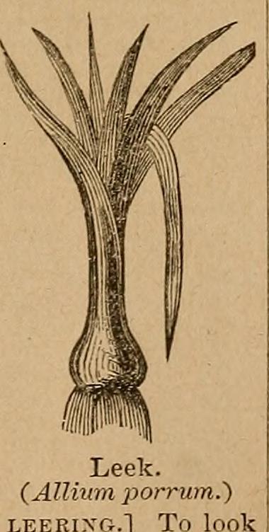 Image from page 232 of "Webster's practical dictionary. A practical dictionary of the English language, giving the correct spelling, pronunciation and definitions of words based on the Unabridged dictionary of Noah Webster .." (1906)