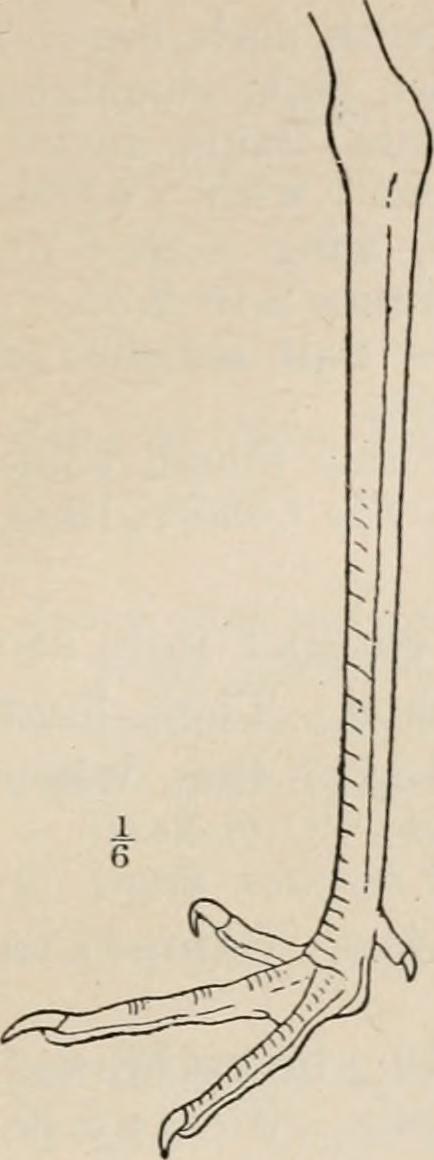 Image from page 187 of "Handbook of birds of the western United States, including the great plains, great basin, Pacific slope, and lower Rio Grande Valley" (1902)