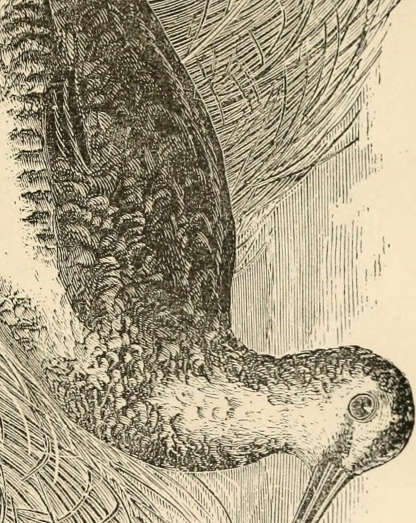 Image from page 43 of "Florida and the game water-birds of the Atlantic coast and the lakes of the United States : with a full account of the sporting along our sea-shores and inland waters, and remarks on breech-loaders and hammerless guns" (1884)