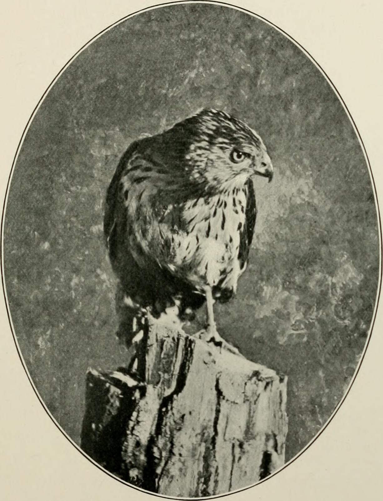 Image from page 306 of "Wild wings; adventures of a camera-hunter among the larger wild birds of North America on sea and land" (1905) by Internet Archive Book Images / No known copyright restrictions Image from page 306 of "Wild wings; adventures of a camera-hunter among the larger wild birds of North America on sea and land" (1905)