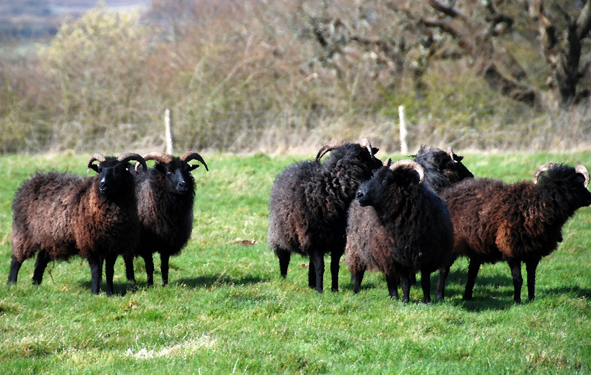 Baa, Baa, Black Sheep, Have You Any Wool?